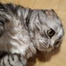 ねこ 的头像