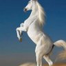 San Motlagh profil fotoğrafı
