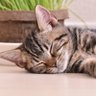 さぶろう profil fotoğrafı