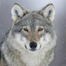 Profilbild von UsuallyRight