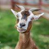 LiteralGOAT's profile picture