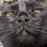 Profilbild von саша белый