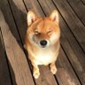 无羁 profil fotoğrafı