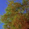 tahseen Iraqi profil fotoğrafı