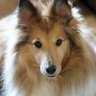 Rich GD3YEO 🇮🇲 🐾 profil fotoğrafı