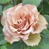 秘密花園's profile picture