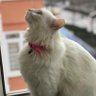 Фото профиля thekedi_annesi
