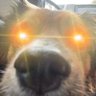 Profilbild von the bitcoin truth