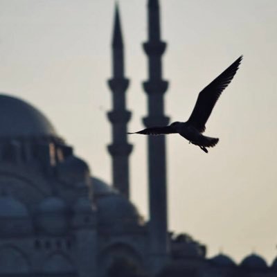 Al_ADAG's profile picture
