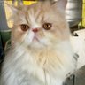 加菲孟 profil fotoğrafı