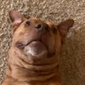 Profilbild von Geri