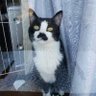 Фото профиля 大きい猫かわいい