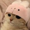 le cat profil fotoğrafı