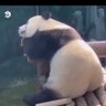 Фото профиля F D 🐼