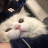 白井's profile picture