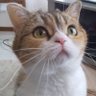 けだま's profile picture