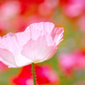 さくらそう's profile picture
