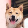 Shib Monk 的头像
