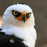gloryusa 的头像