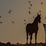Фото профиля ضباب