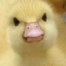 Quacc God's profile picture