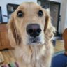 RogueKiwi's profile picture