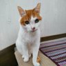 こた 的头像
