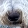 CoffeePuppy profil fotoğrafı