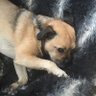 Ali. profil fotoğrafı