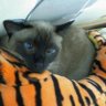 길없는고양이's profile picture