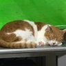 めるこ profil fotoğrafı