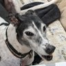 Profilbild von Snooty McDerp-Face