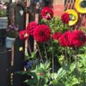 Patsy Garden profil fotoğrafı