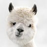 Profilbild von dpg