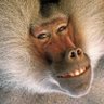 Dr Baboon 的头像