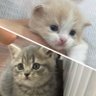 りんくんとおとちゃん profil fotoğrafı