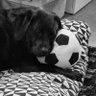 Фото профиля Dutch Non-League Dog