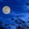 月を眺めたい夜's profile picture