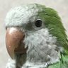 Фото профиля だるくん🦜(しばらく🐳💦)