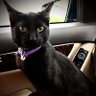 Karen the Coder- 2 Rescue Cats 🐈⬛ 🐈's profile picture