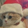 ミー太郎🐱🩷 的头像