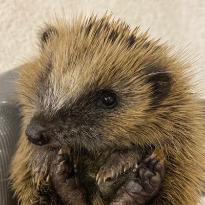 helen_collis's profile picture