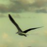 Profilbild von Freedom Seekers