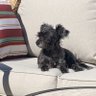 Doggie Dad 🇺🇸🇺🇸 profil fotoğrafı