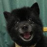 りくちゃんのおとぉ's profile picture