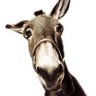Bubusettete profil fotoğrafı