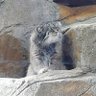 くみこ🐼 profil fotoğrafı