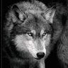 🇷🇸Wolf🇩🇰 profil fotoğrafı