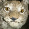 Profilbild von rathernotbe