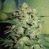 🥦 V - Harmlos_420 🇪🇺 🎬🌈🎸 的头像